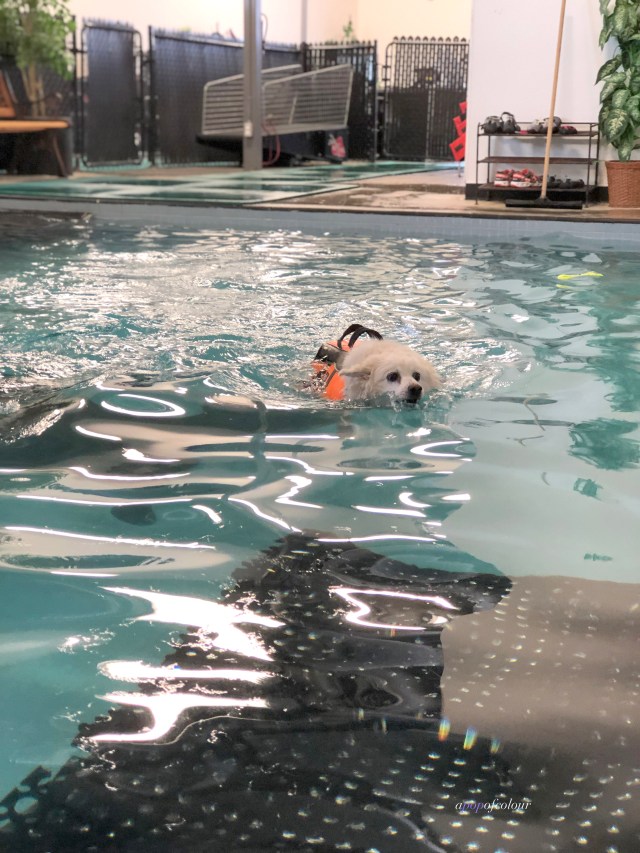 Ziggy swimming at the Canine Rehab and Fitness Centre