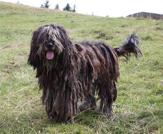 79+ Wire Fox Terrier Border Collie Mix l2sanpiero