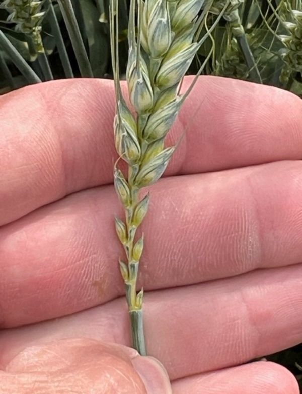 Understanding Wheat Growth How Do Wheat Heads Fill Up?