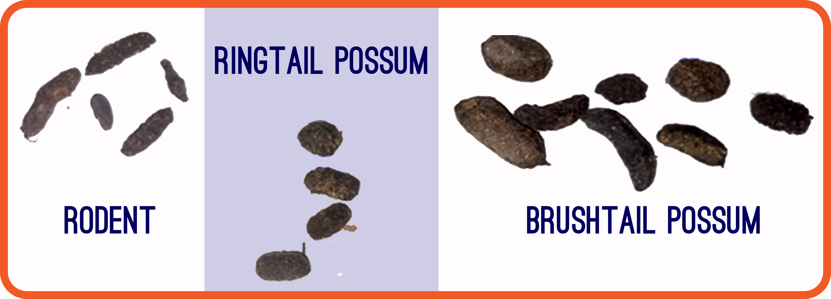 What Do Possums Eat and Possum Poop Identifying Factors Possum Piper