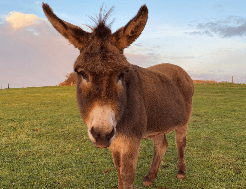 Family Donkey Adoption