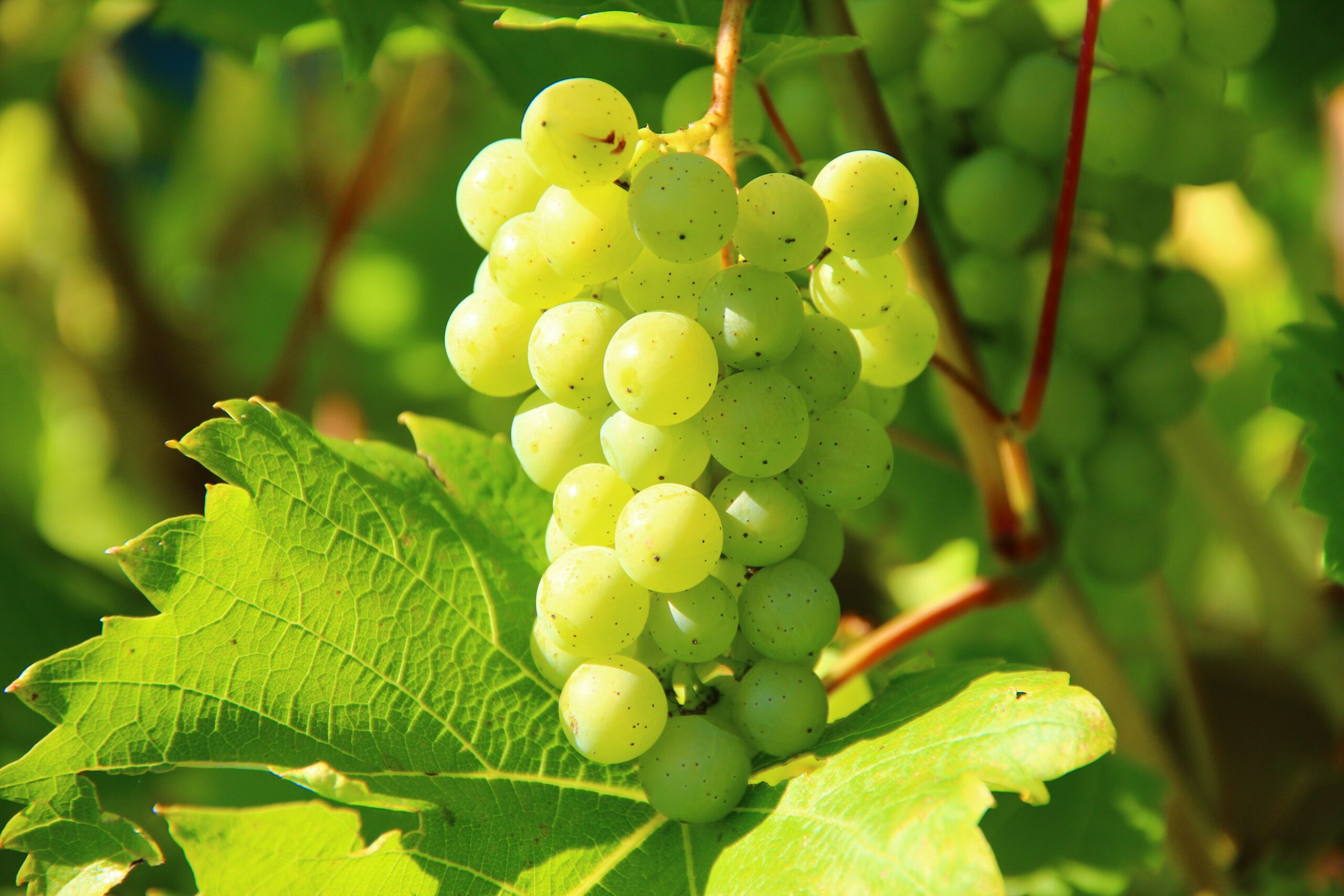 Grape Seed Extract Shows Potential for Blood Pressure Reduction