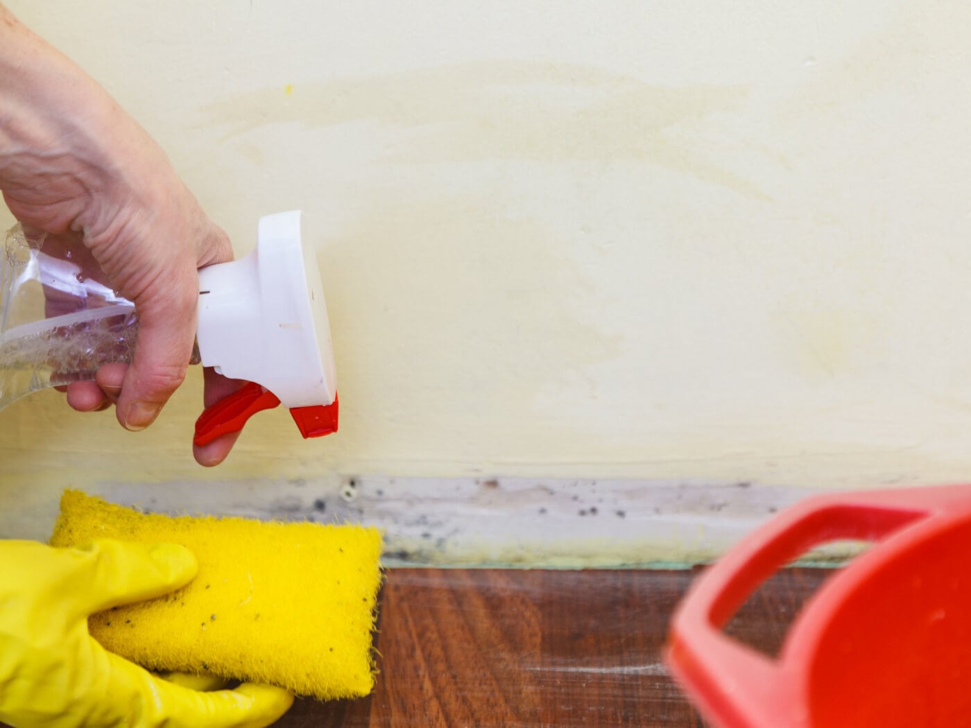 How to Clean Clothes Exposed to Mold Spores Nori Press