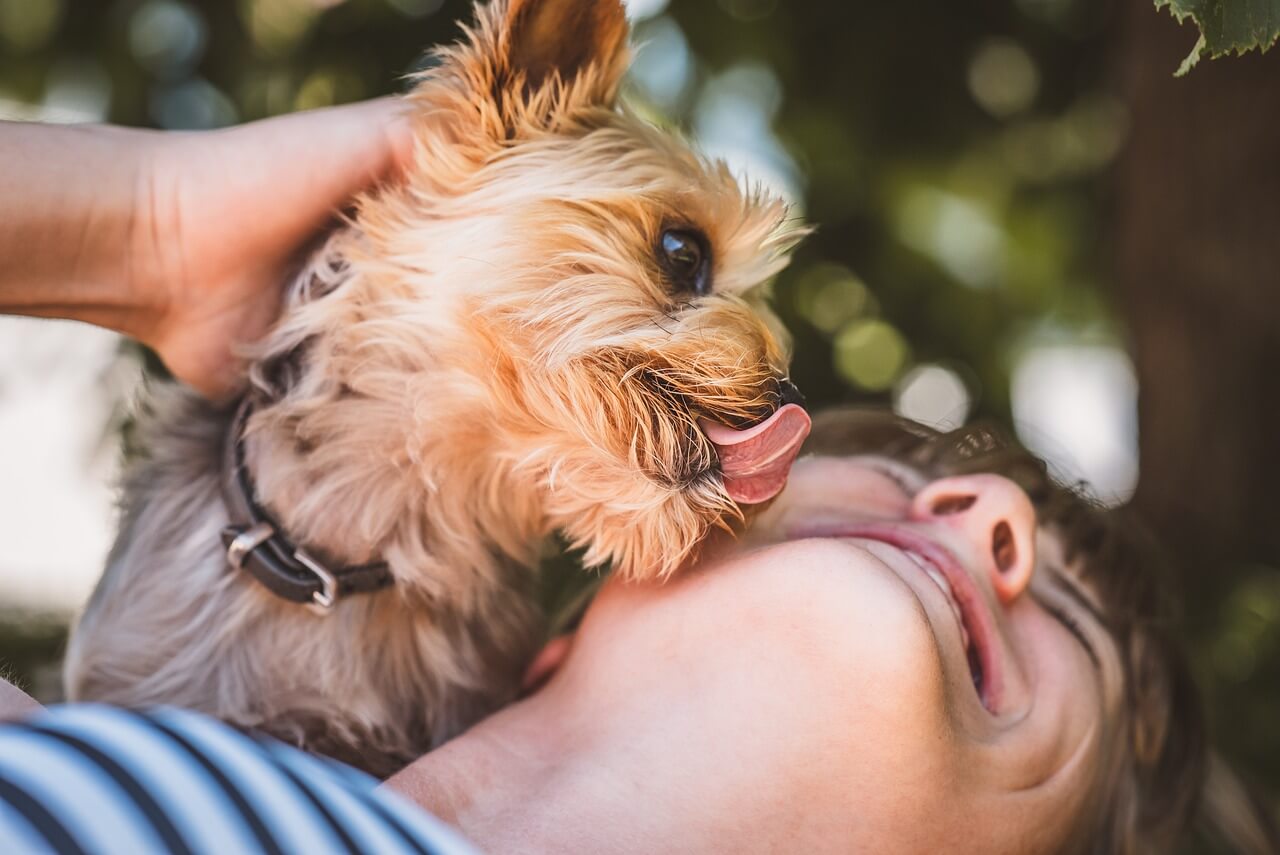 Why Do Dogs Lick You? Find Out Now!