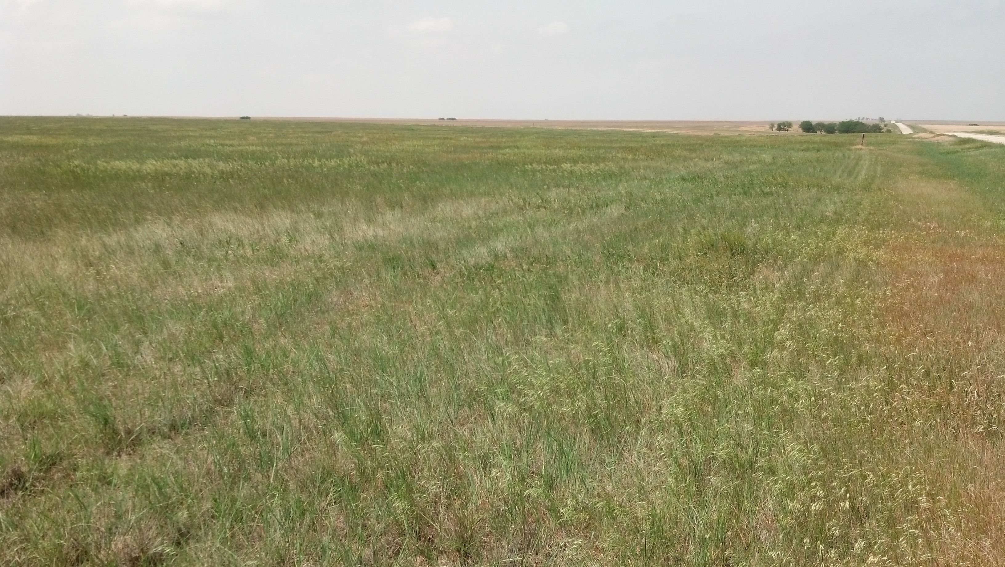 Item 16 in SOLD!! 160+/ Acres Ness Co. KS gallery