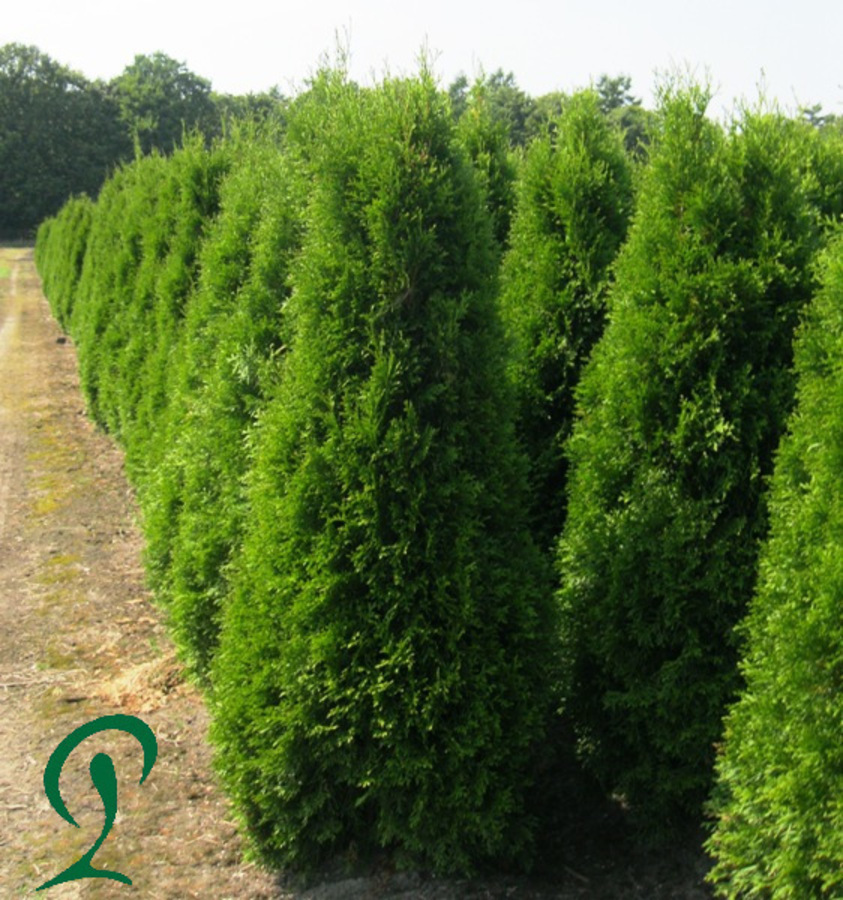 Lebensbaum Thuja Smaragd 140 bis 160 cm Höhe 12 Stück