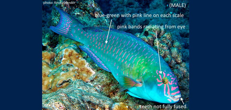 Fish Rules - Parrotfish, Stareye in HI Hawaii State Waters