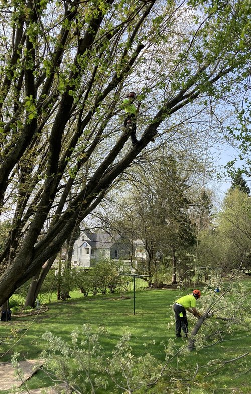 The Tree Service Expert, Tree House Arbor Science, Is Proud To Announce