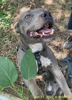 Hillsborough County Dangerous Dogs