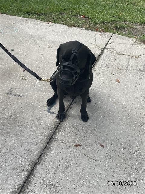 Hillsborough County Dangerous Dogs