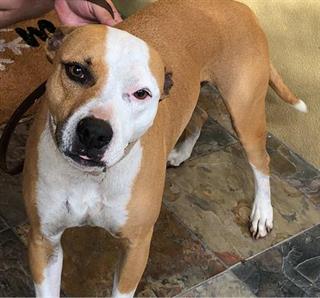 Hillsborough County Dangerous Dogs