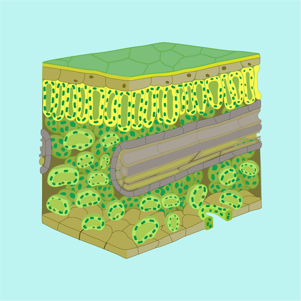Cell structure, function and organization
