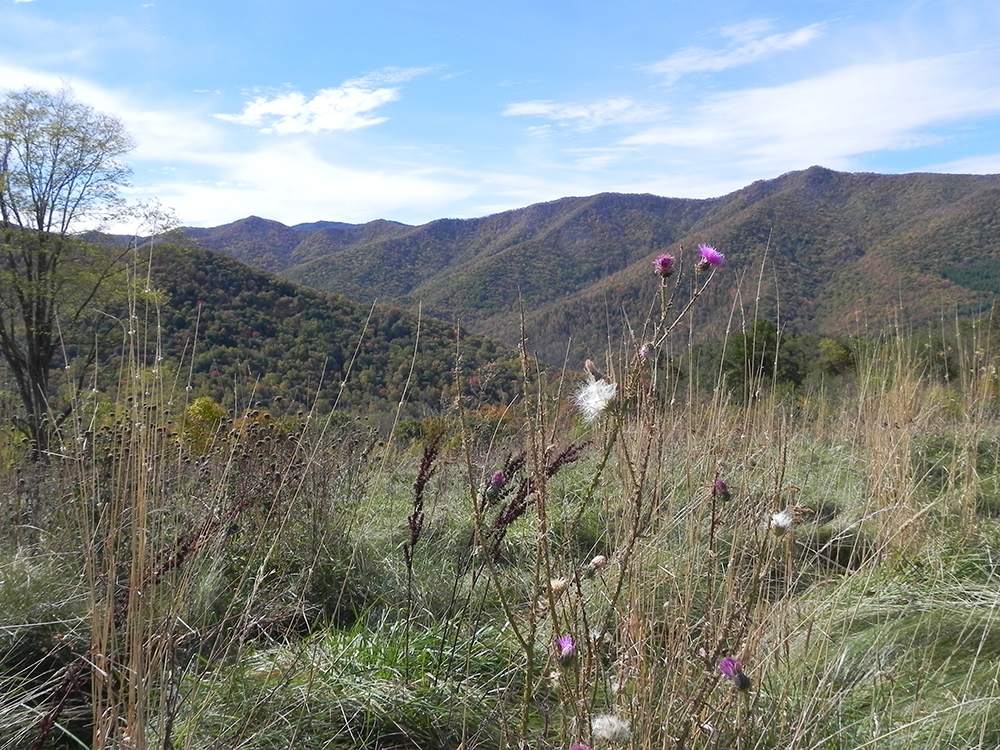 Sorrells Meadow Southern Appalachian Highlands Conservancy