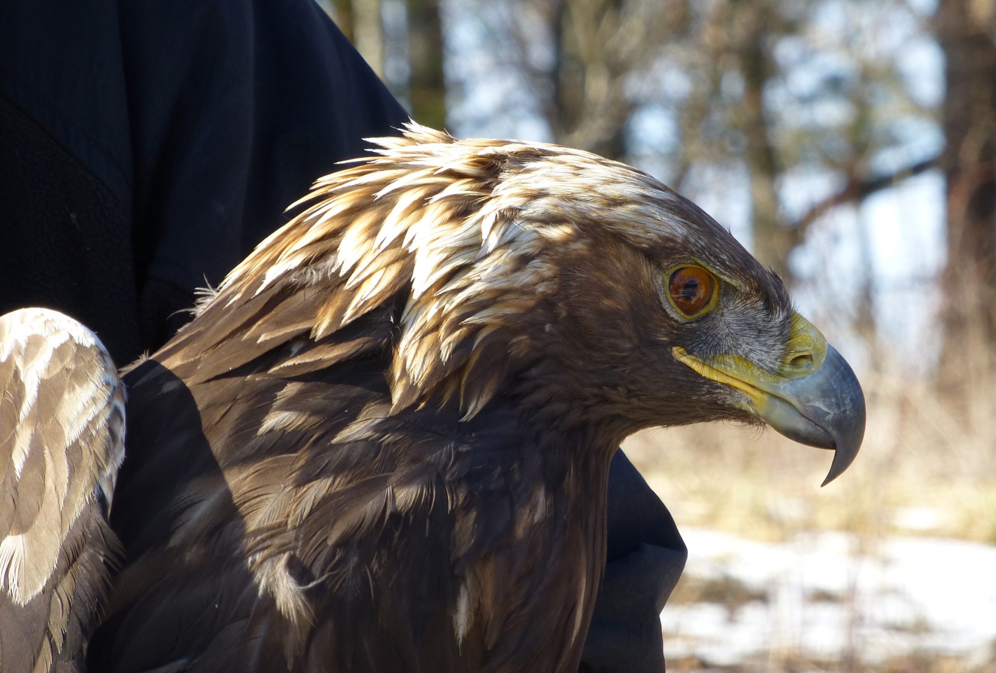 Eagle Southern Appalachian Highlands Conservancy
