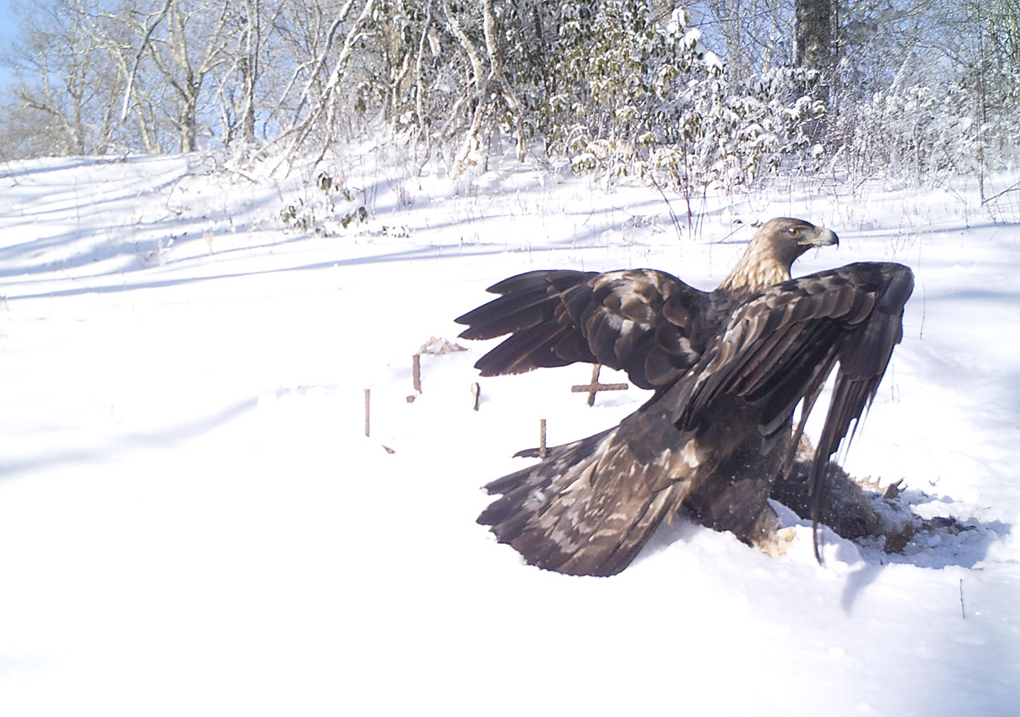 NCWRC Researches Golden Eagle Wintering Grounds in WNC