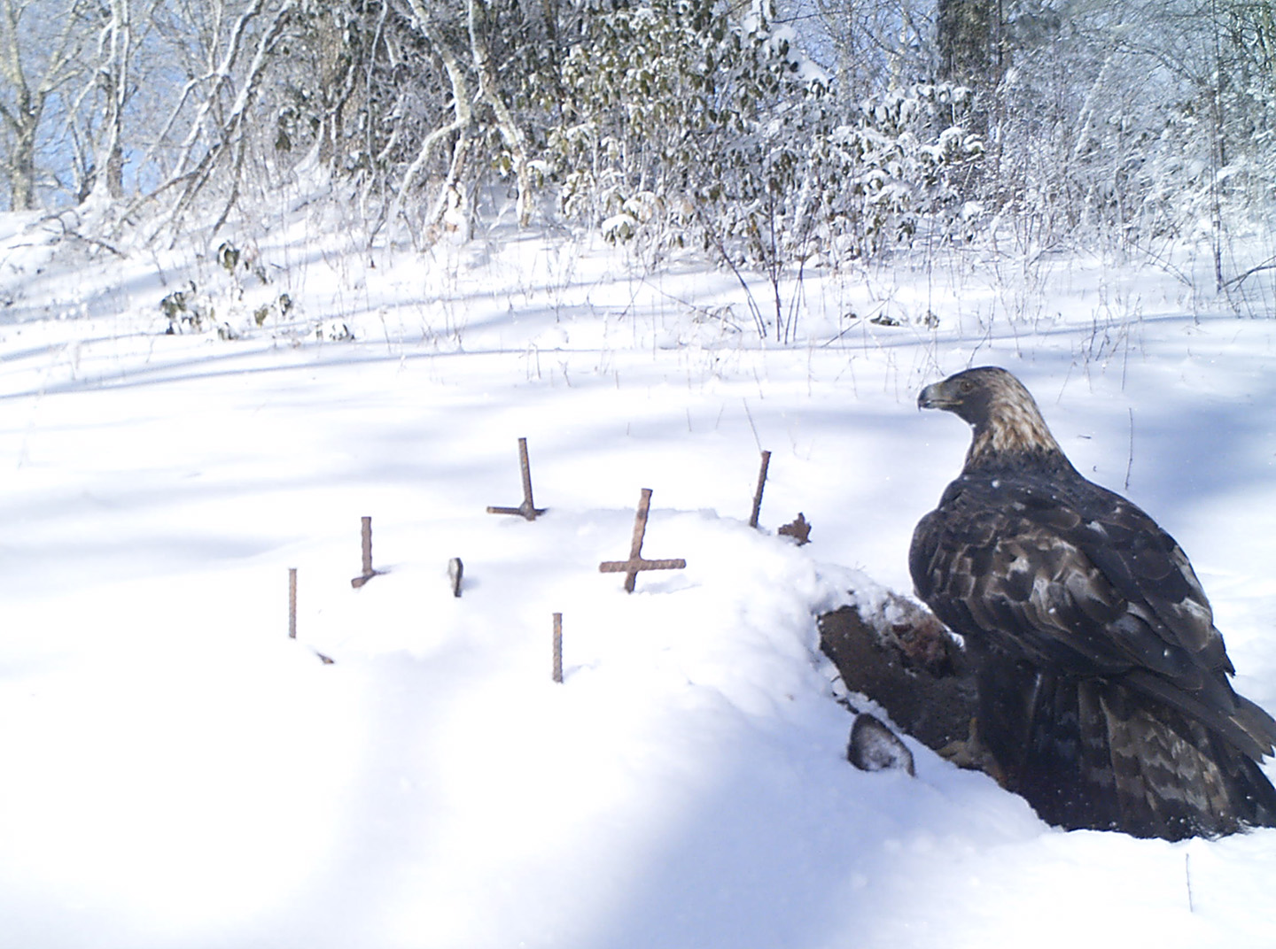 NCWRC Researches Golden Eagle Wintering Grounds in WNC