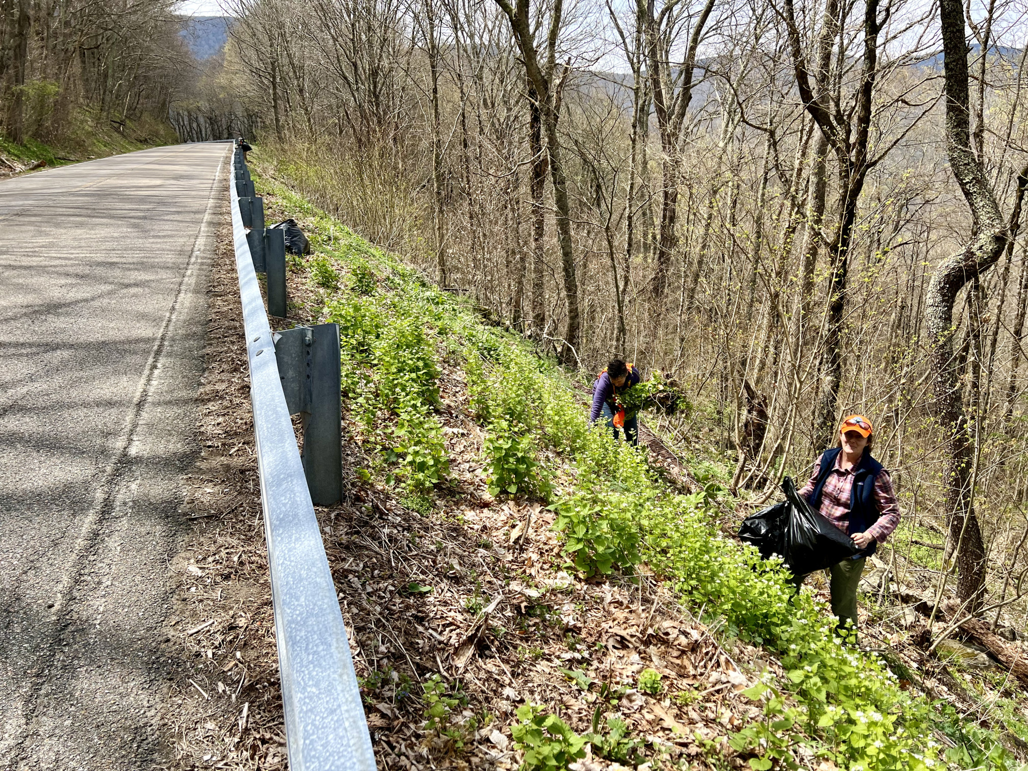 2023 Roan Garlic Mustard Pull with Appalachian Trail Conservancy