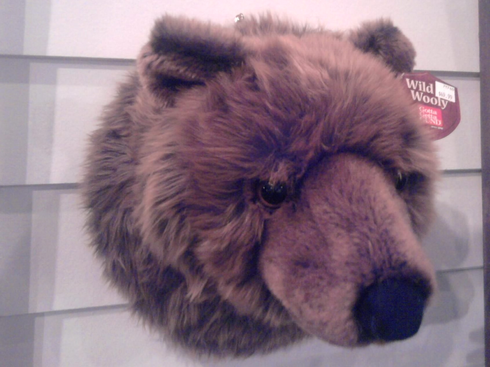 Bear Canisters Required on Appalachian Trail in Pisgah Forest