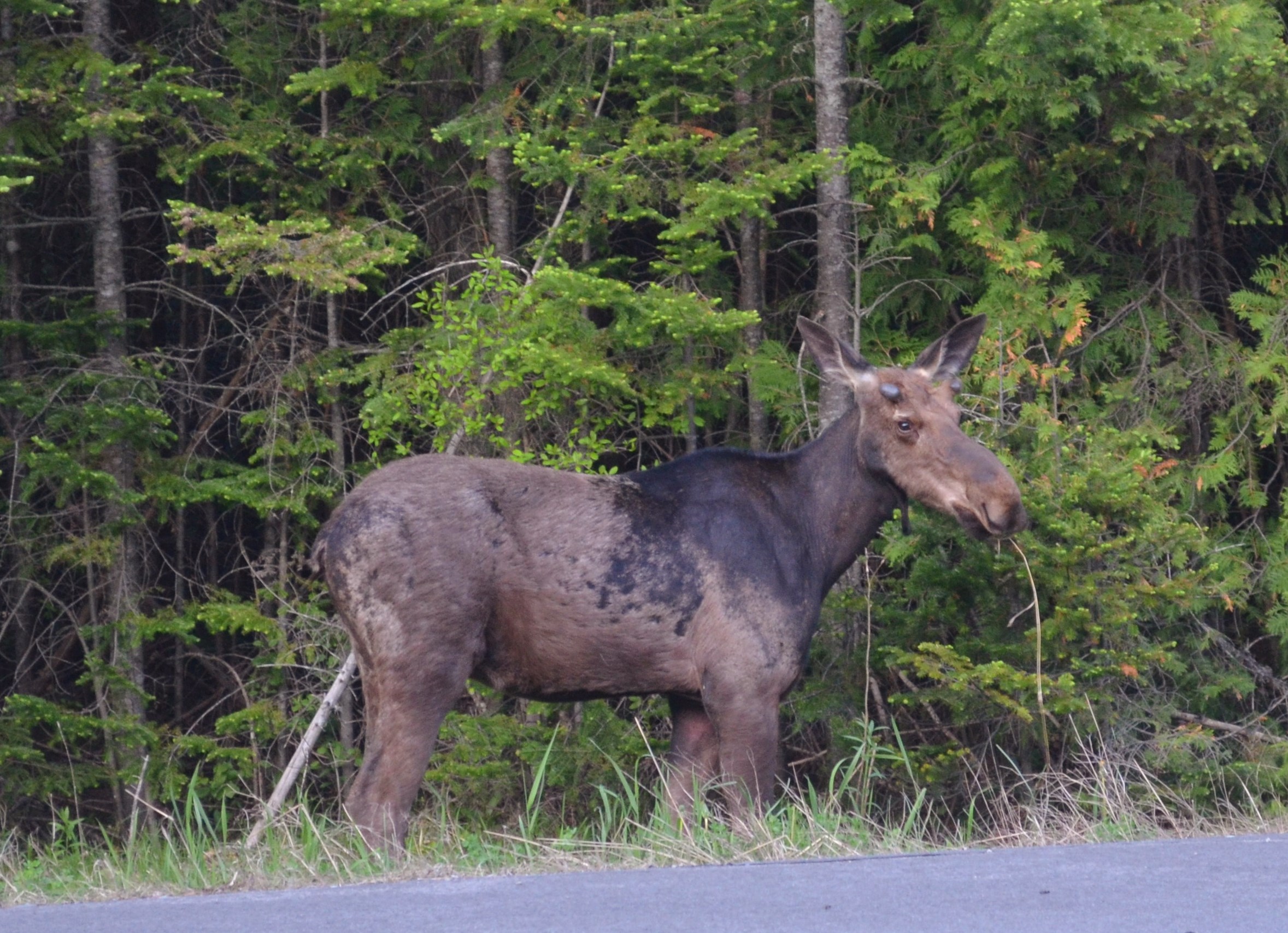 Appalachian Trail Icon For Sale Shaw's Lodging, Monson, ME