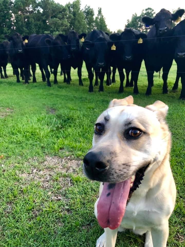 Pet Photo Gallery Christiansburg, VA Appalachian Veterinary Services