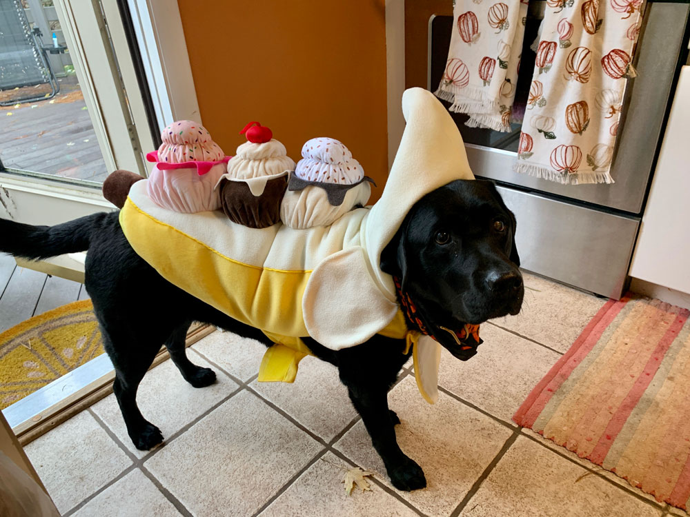 Pet Photo Gallery Christiansburg, VA Appalachian Veterinary Services