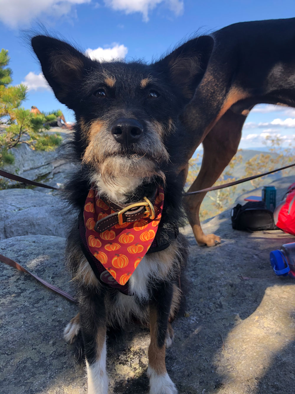 Pet Photo Gallery Christiansburg, VA Appalachian Veterinary Services