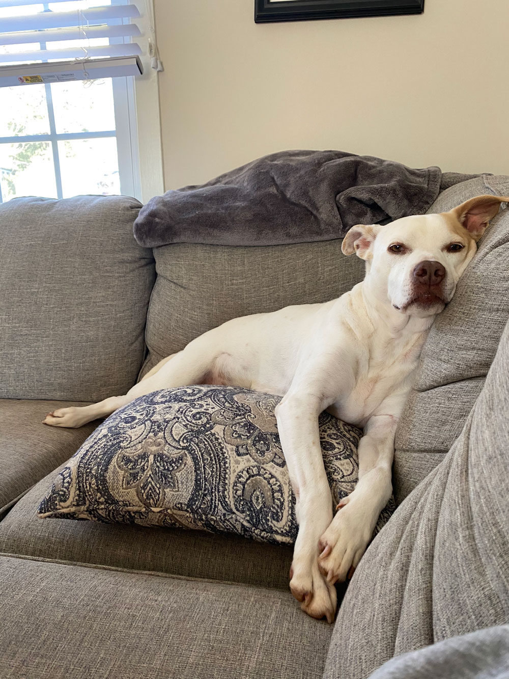 Pet Photo Gallery Christiansburg, VA Appalachian Veterinary Services