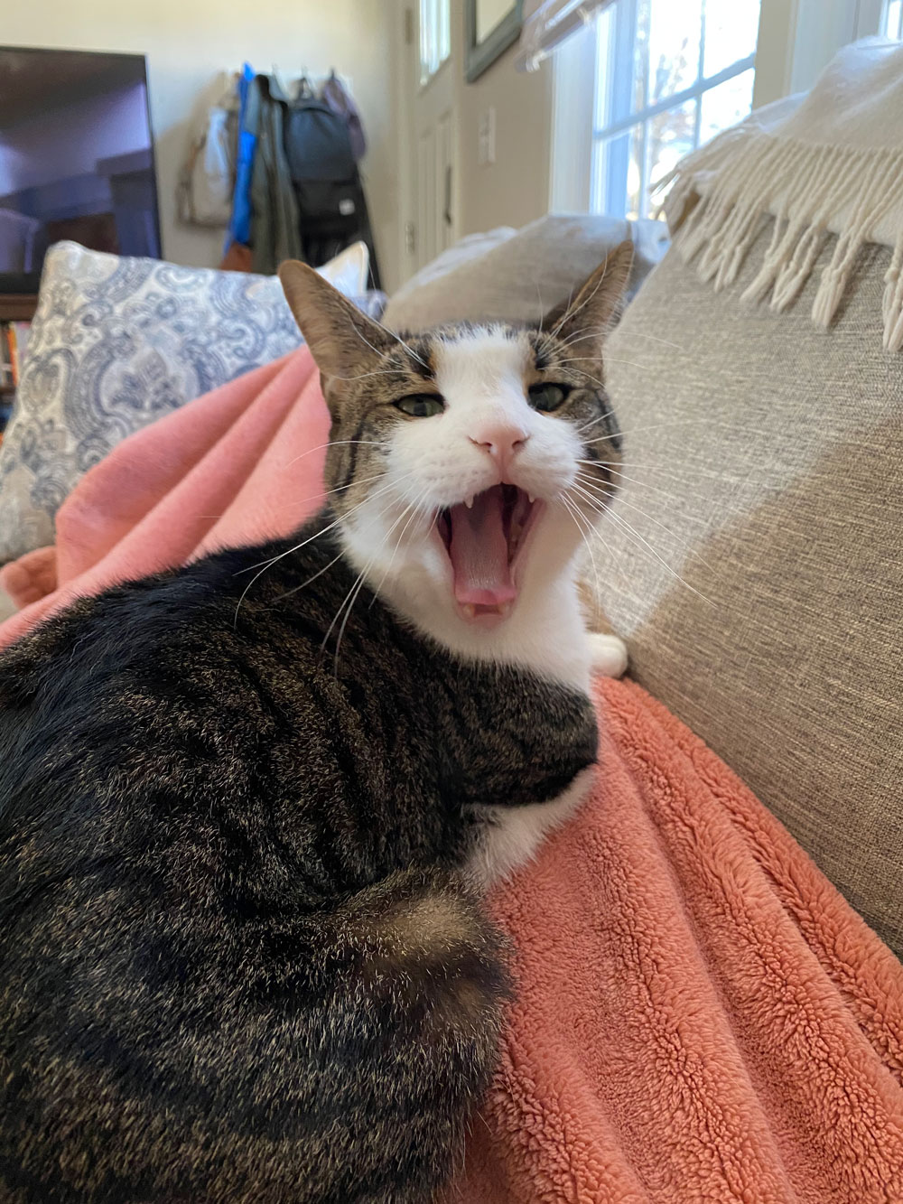 Pet Photo Gallery Christiansburg, VA Appalachian Veterinary Services