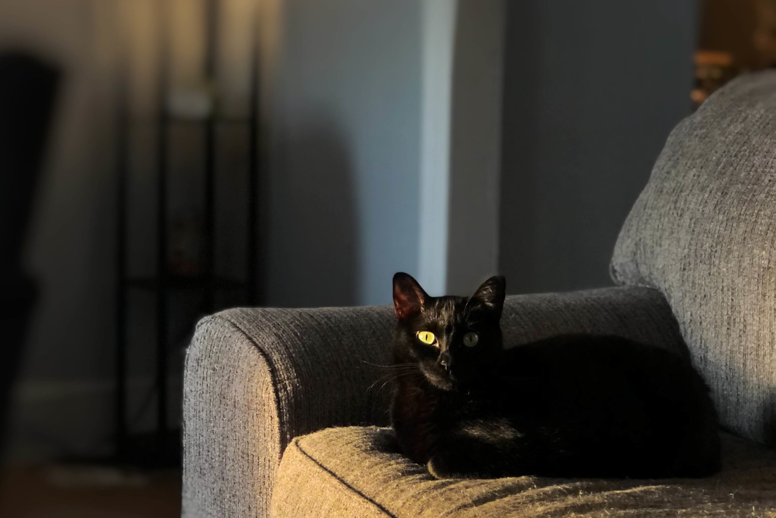 Pet Photo Gallery Christiansburg, VA Appalachian Veterinary Services