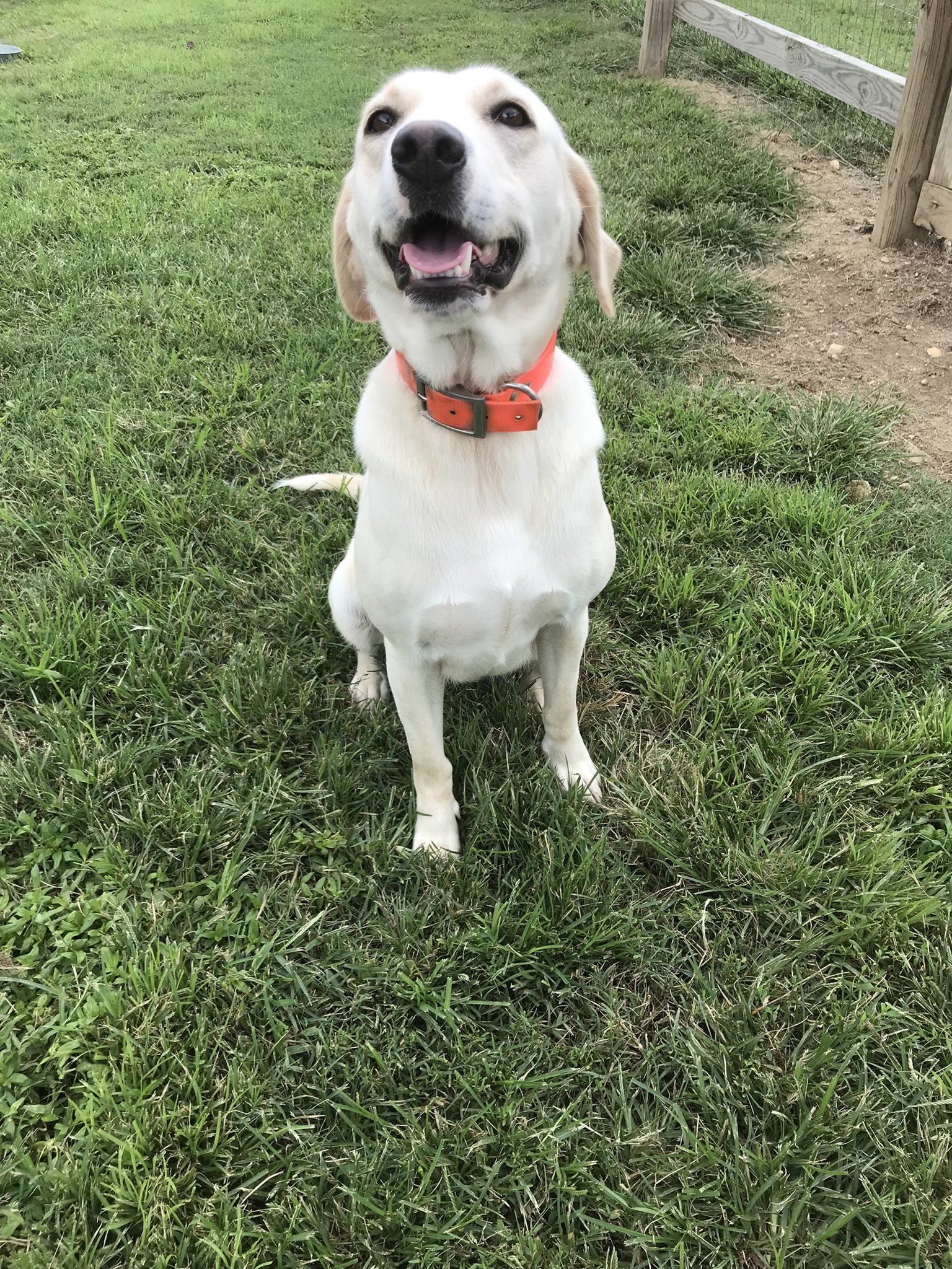 Pet Photo Gallery Christiansburg, VA Appalachian Veterinary Services