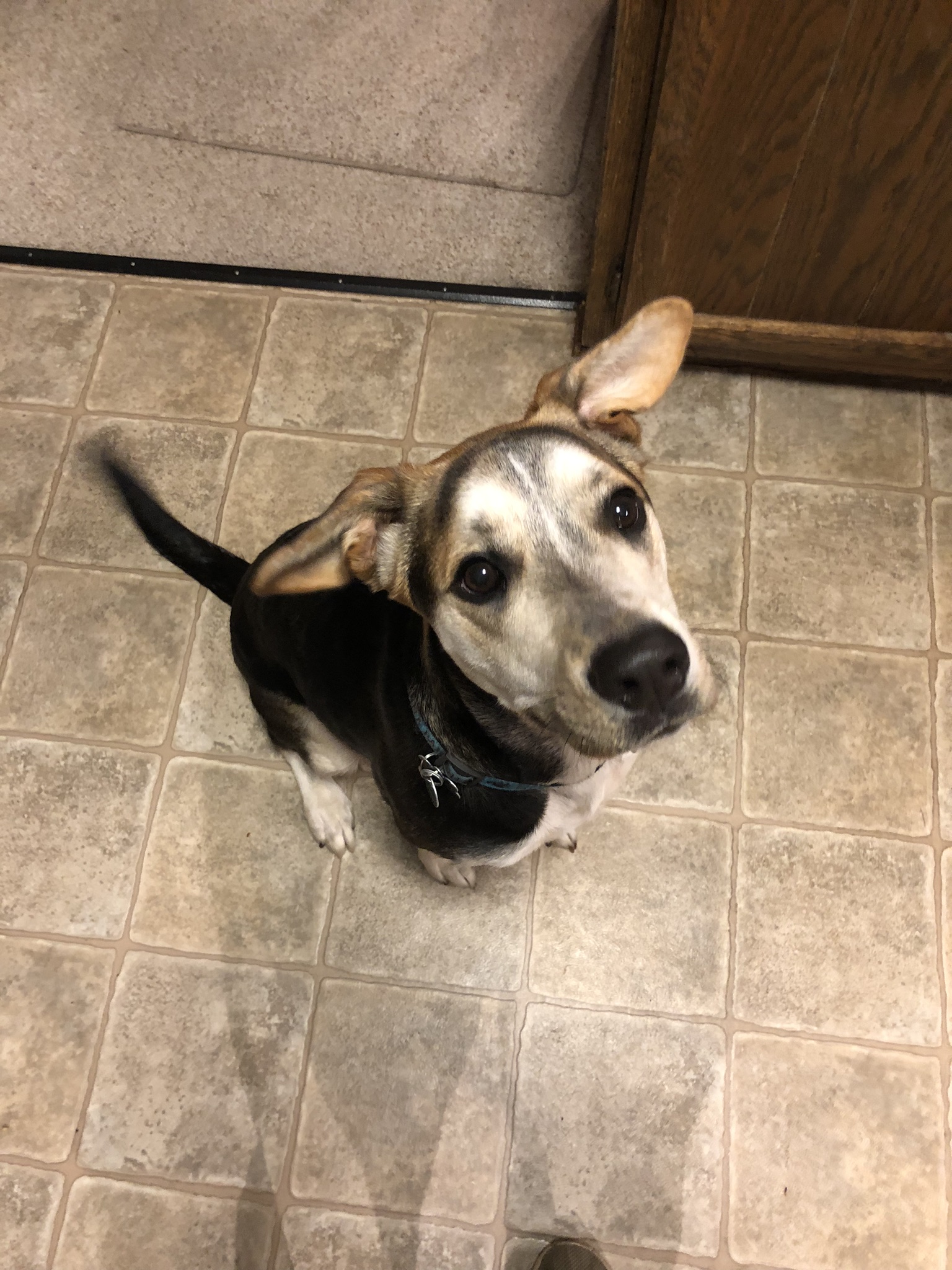 Pet Photo Gallery Christiansburg, VA Appalachian Veterinary Services