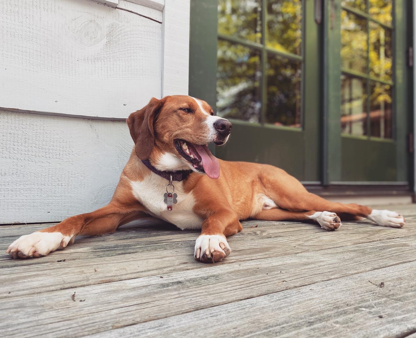 Pet Photo Gallery Christiansburg, VA Appalachian Veterinary Services