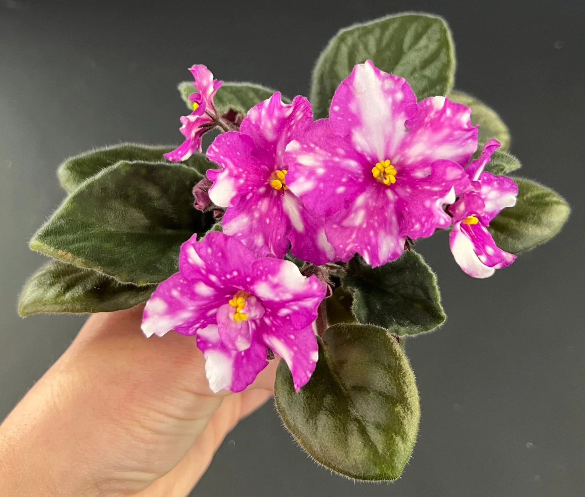 "Hunter's Pew Pew" African Violet 2" LIVE PLANT Appalachian Violets