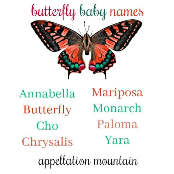 How Do Butterflies Have Babies