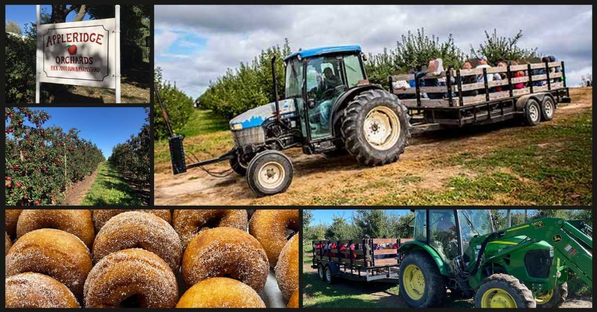 Apple Ridge Orchards (Warwick, NY) Apple Picking