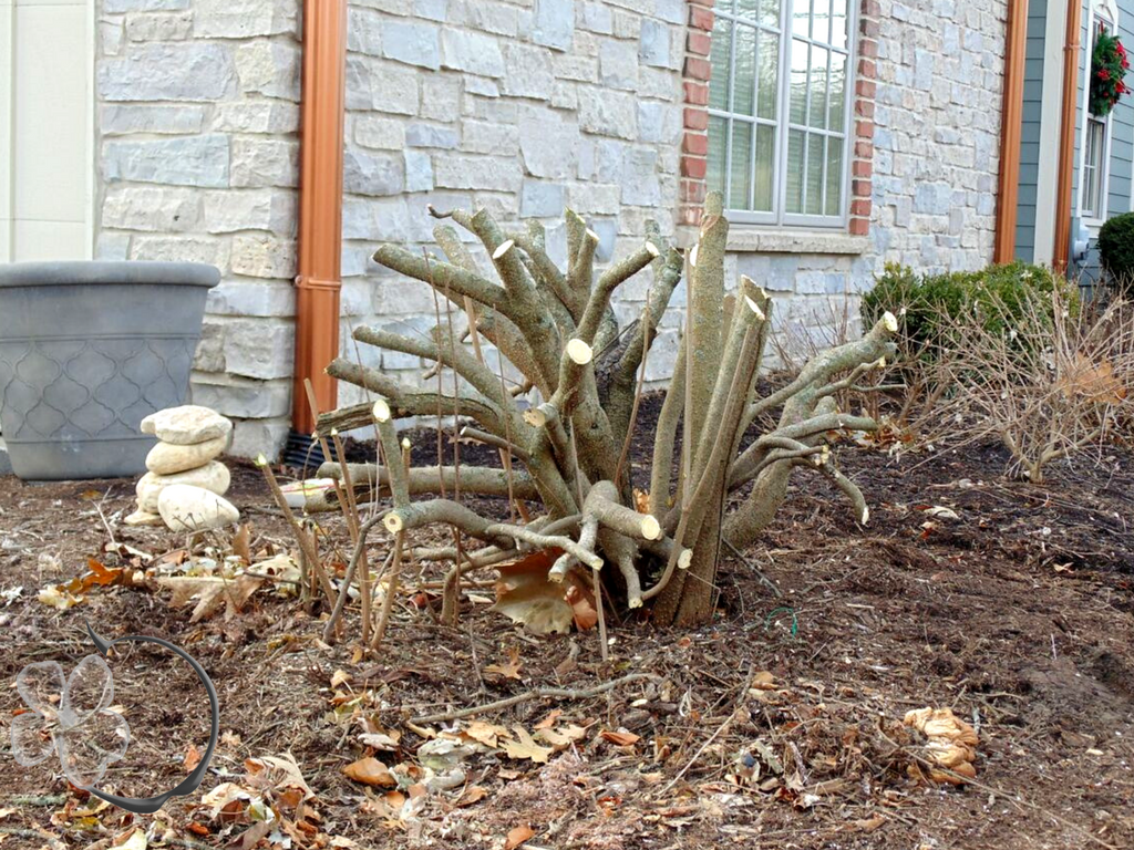 Dormant Pruning What Is Is and Why Your Plants Need It Apple Blossom