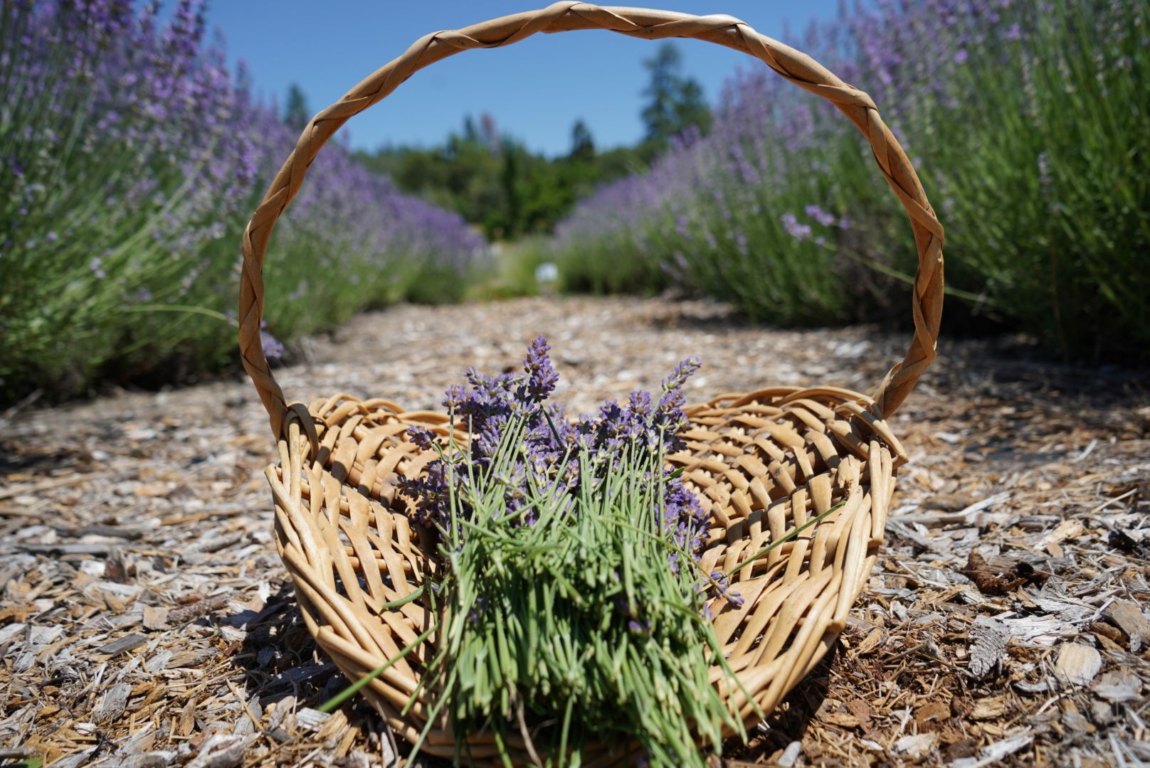 Are Dogs Allowed At Apple Hill