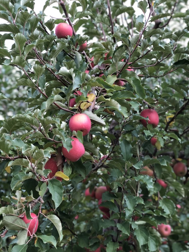Goldbud Farms Apple Hill Growers Association