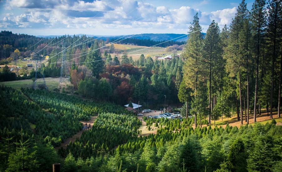 Indian Rock Tree Farm Apple Hill Growers Association