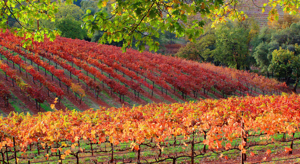 Our History Apple Hill Growers Association