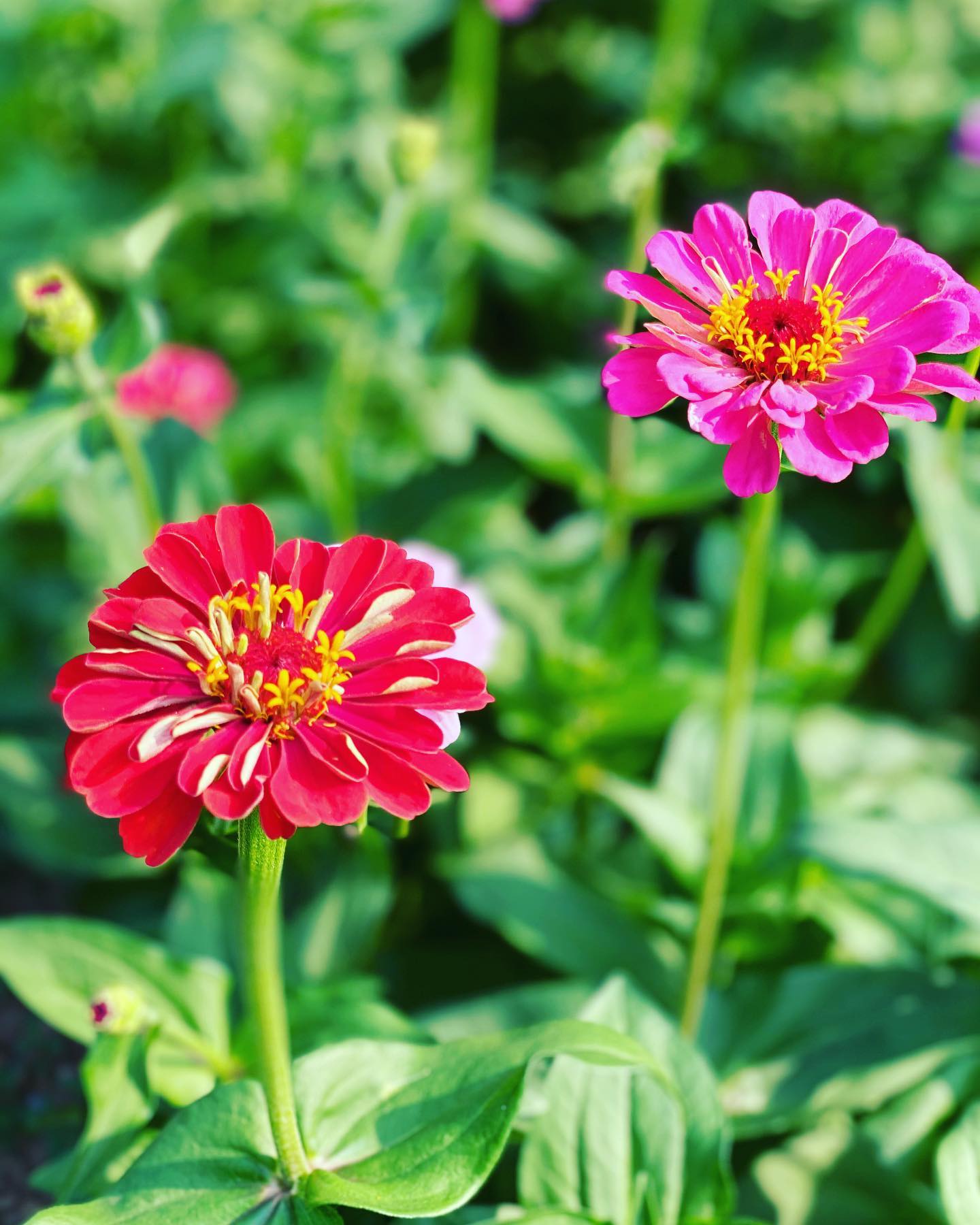 Shop Apple Hill Growers Association