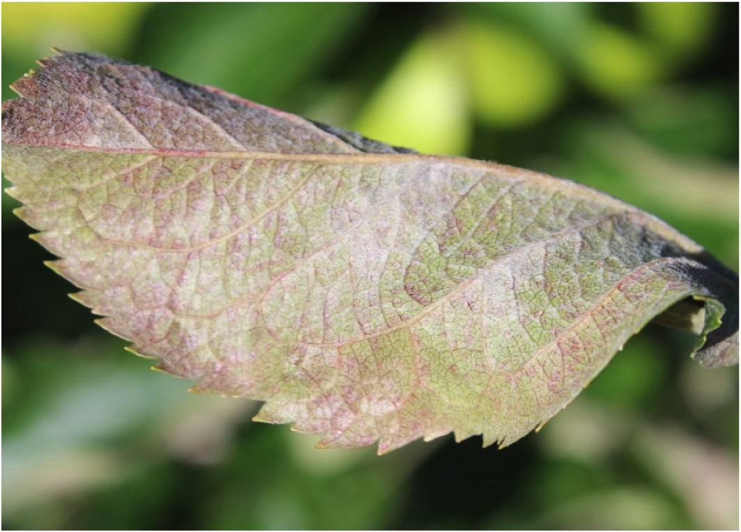 2020 Apple Disease Update Petal Fall NC State Extension