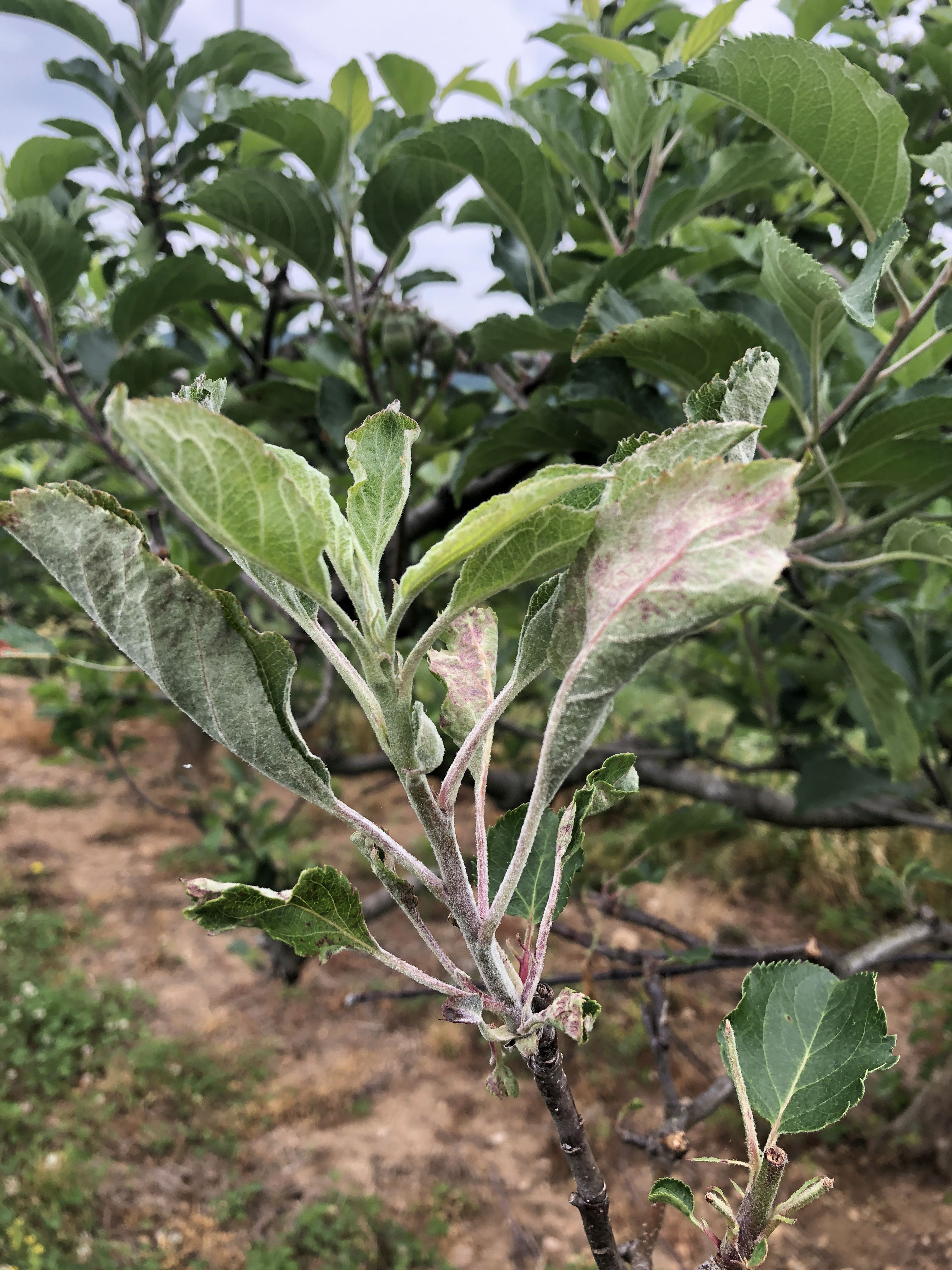 Apple Disease Update Week of May 10, 2021 NC State Extension