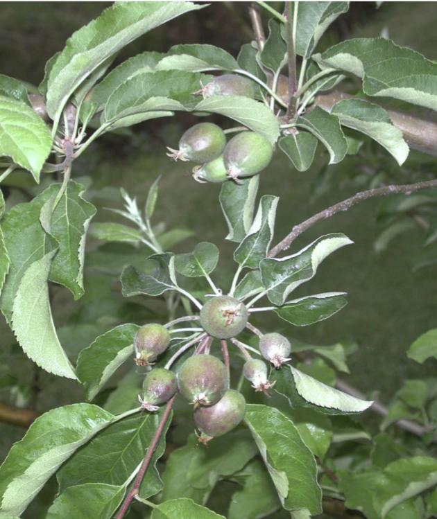 Apple Fruit Thinning Apples