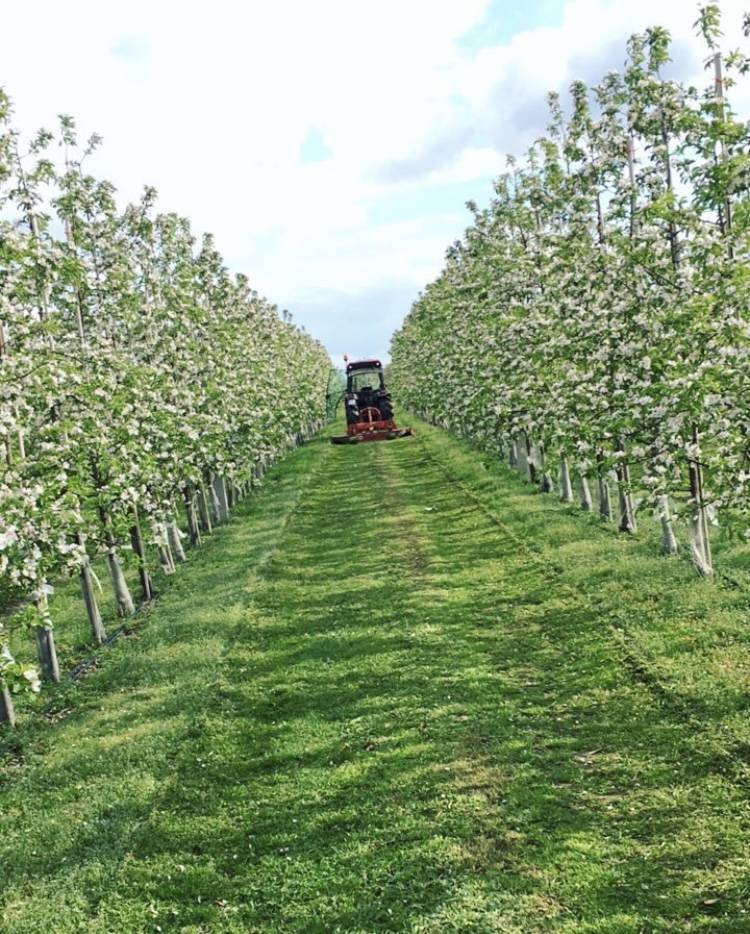 Best practices for soil preparation and apple trees Apples from Poland