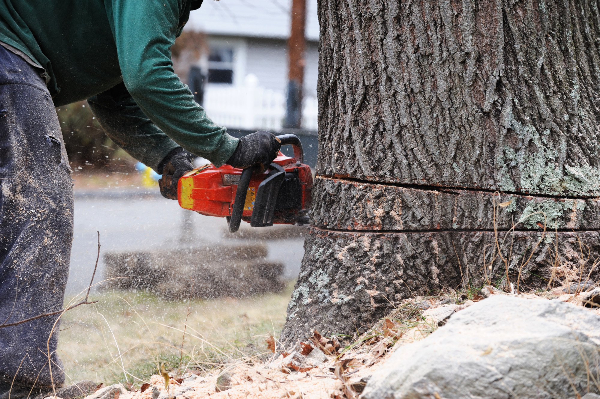 A Guide on How to Find the Best Tree Removal Near Me