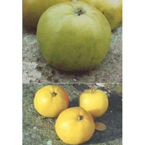 Monmouth Green / Landore AppleWise