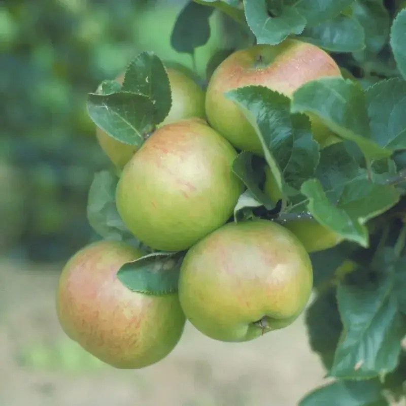 Claygate Pearmain AppleWise