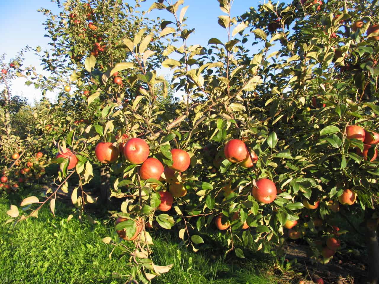 Applewood Farm Toronto, GTA, Stouffville Ontario