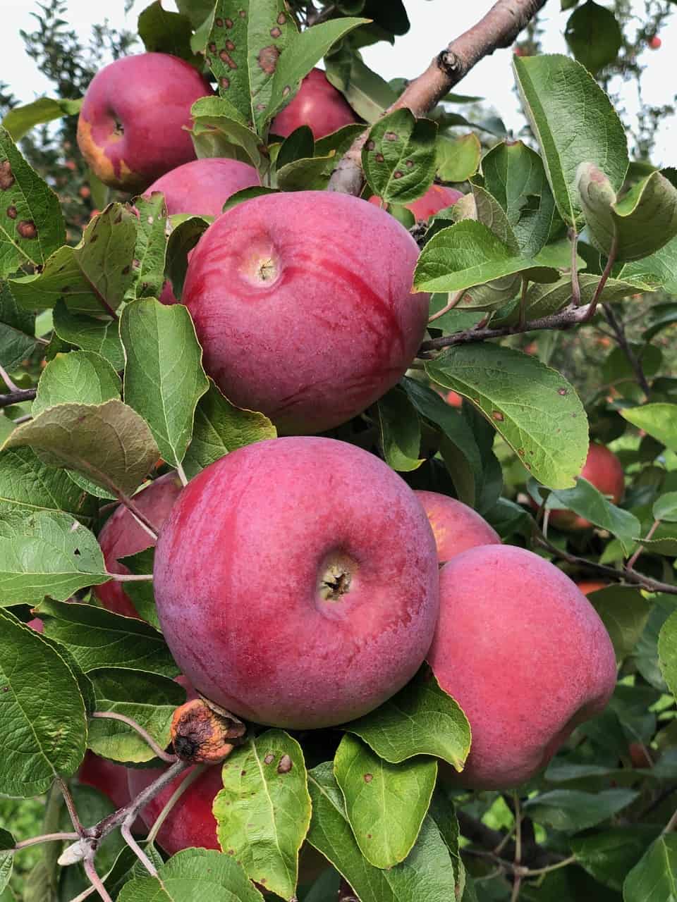 Admissions and Pricing Applewood Farm Apple & Strawberry Picking